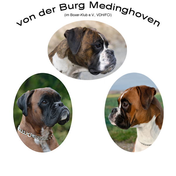 Boxerzwinger von der Burg Medinghoven im BK/VDH